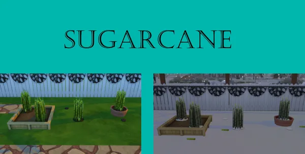 Sugarcane Harvestable